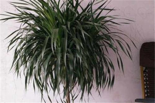 当然它的风水作用也很好,寓意着吉祥的意思,如果把龙须树养护在家里