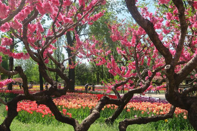 桃花节是北京植物园传统节目,2020年因为疫情不举办了,但是花依然开放