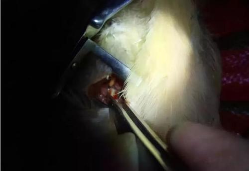 快要失传的技术活阉鸡的正确阉法阉鸡技术流程图文详解