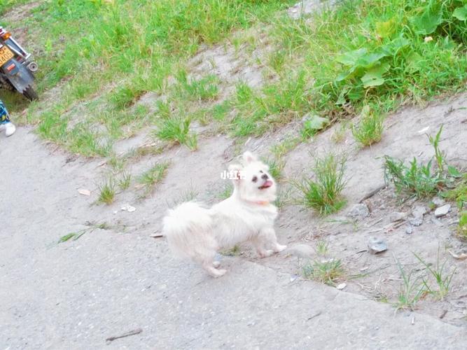 00可爱的小白狗_狗狗_宠物_狗_晒狗