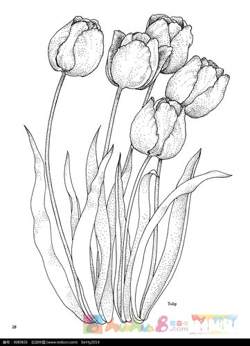 郁金香图片简笔画