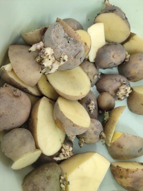 都江堰市滨江幼儿园小一班种植活动《土豆旅行记》