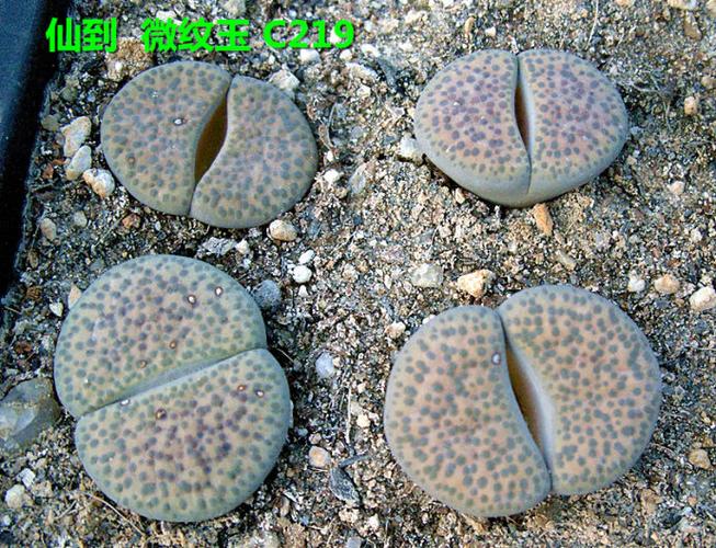 生石花 微纹玉 开花图谱