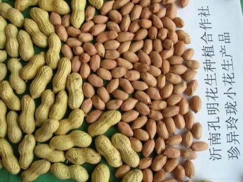 花育23小日本果花生种子