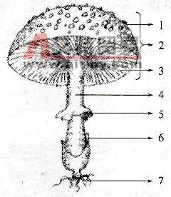 食用菌子实体就是通常说的蘑菇可食用部分,是大型真菌的产孢组织,由