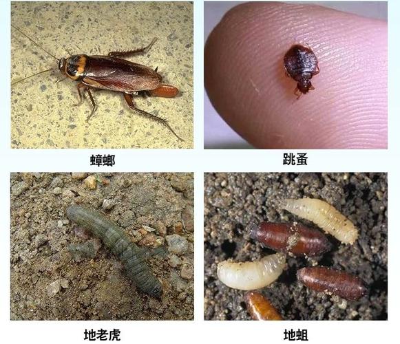 高效氯氟氰菊酯菜青虫蚜虫地下害虫蚂蚁蝼蛄蛴螬地
