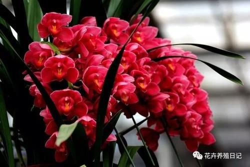 「每日一花」大叶蕙兰,过年开花"一串串"
