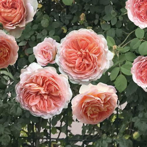 养花不在多阳台种一棵欧月就能花开满墙