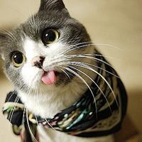 非常萌q猫猫头像_活泼喵星人