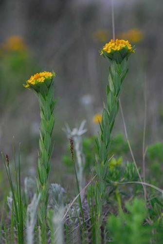 甘遂是什么,甘遂的功效与作用及禁忌,中药甘遂图片