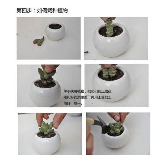 如何种植多肉植物