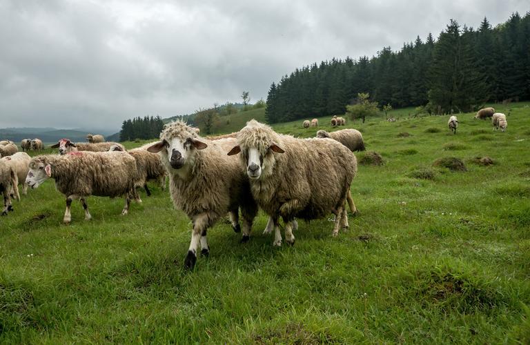羊图片_羊图片大全_全景图片网