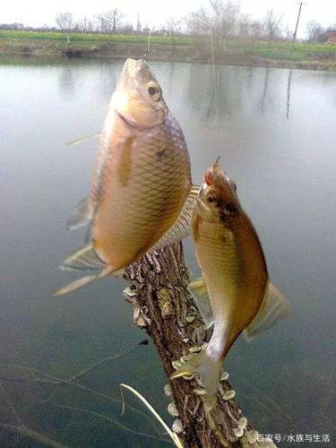 中国原生鱼中最常见的鳑鲏 但是想养好鳑鲏却很不容易