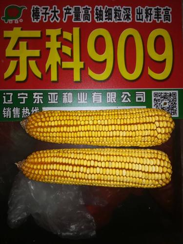 玉米种子东科909