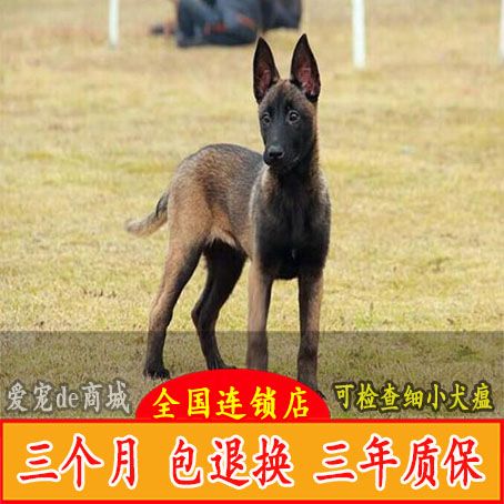 昆明出售纯种马犬幼犬/纯种黑红马犬看家护院猎犬警犬