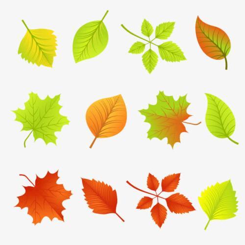 枫叶银杏树叶剪纸 手工剪纸图片大全简单-蒲城教育