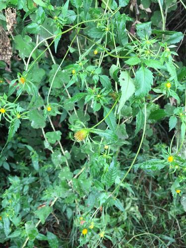 09 菊科鬼针草属狼杷草