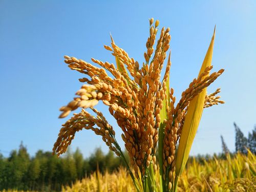 谷子图片_谷子图片大全_全景图片