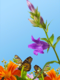 绚丽多彩的动态蝴蝶美图 - 易拉罐 - 杜佳兵 的博客.