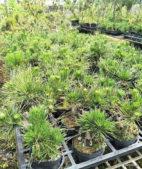 冬病夏治,减少松类盆景真菌病虫害,黑松盆景夏季养护方案!