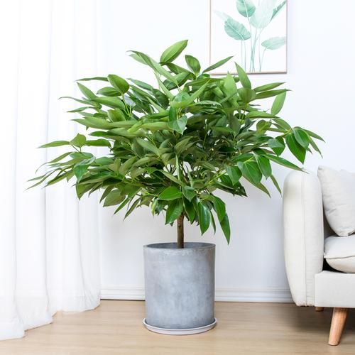 植物平安树盆栽肉桂室内客厅办公室甲醛净化空气大型大型绿植