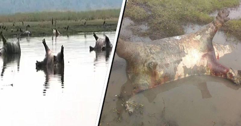 非洲上百河马离奇暴毙 死状诡异 疑似感染炭疽病