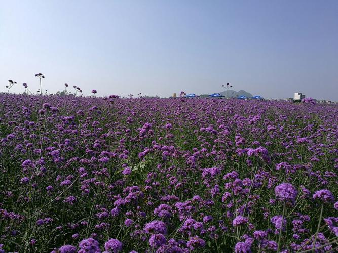 富川神仙湖花海攻略,富川神仙湖花海门票/游玩攻略