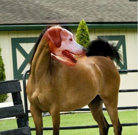 搞笑图片:这马怎么得罪你们了,你们要这样p它!