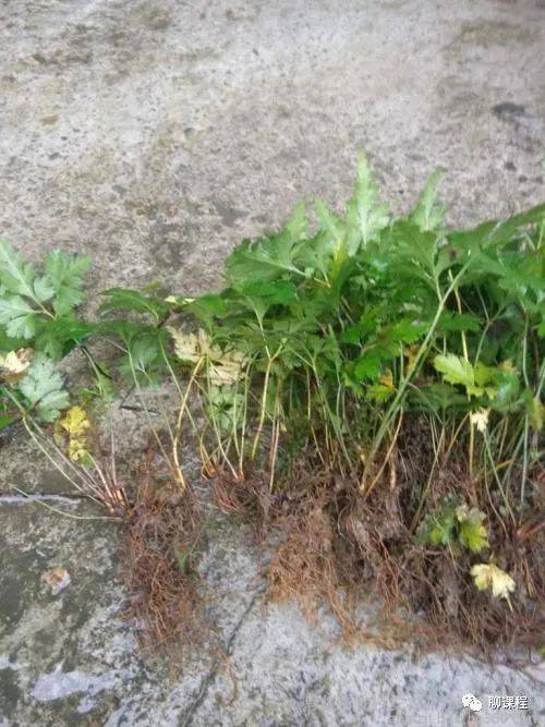 37 | 中华道地药材之【黄连】视频