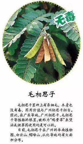 [广州日报]街坊们注意!有人误把这东西当鸡骨草果实食用,险些丧命!