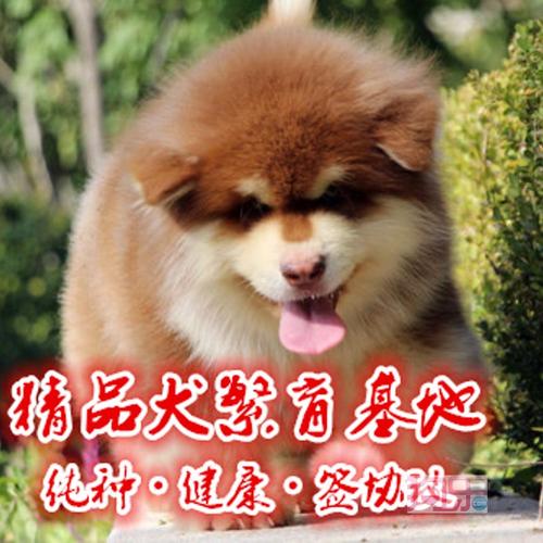 哪里有卖纯种巨型熊版阿拉雪橇犬 保纯血 签协议