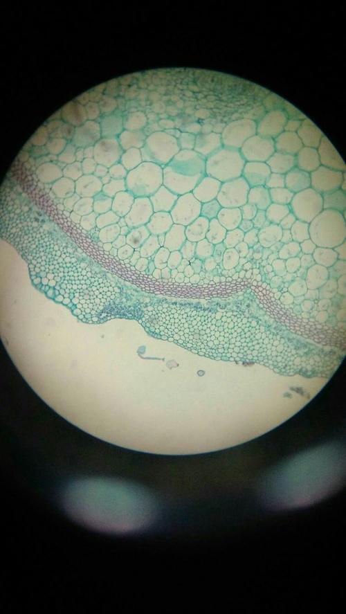 南瓜茎横切导管
