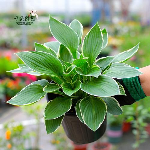 金边白玉簪花苗庭院盆栽观叶开花植物净化空p气花卉多g年生可水培