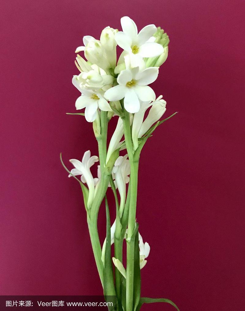 晚香玉,花束,白色,自然,芳香的