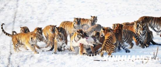 [组图]黑龙江东北虎林园将成"千虎园"