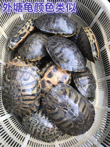 巴西红耳龟宠物龟大小乌龟活物活体观赏龟公母情侣水族龟