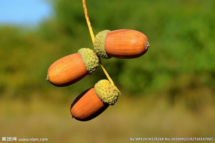 rgb40共享分举报收藏立即下载关 键 词:橡果 果实 橡籽 橡子 橡树子