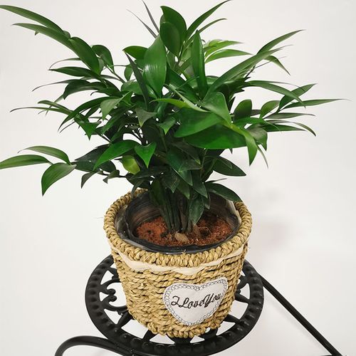 热销室内植物 四季 净化空气