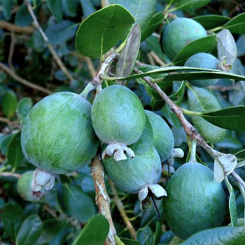 菲油果树苗棒棒糖常绿观叶植物盆栽庭院阳台绿植2加仑盆栽包邮