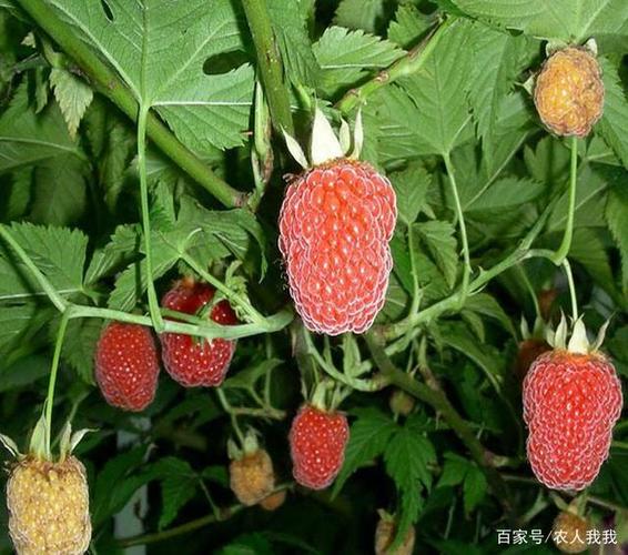 好吃又好看的覆盆子,曾经很贵,有认识的吗?