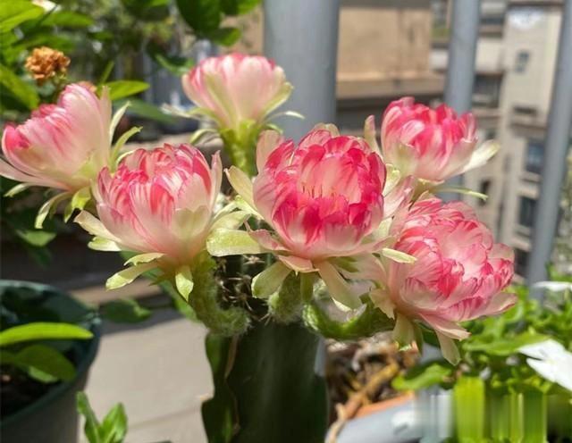 一种特殊仙人球,开花就像水中荷花,名叫荷花仙人球,勤