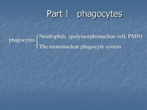 医学免疫学英文课件 partⅠ phagocytes phagocytes neutrophils