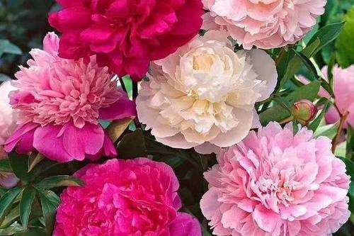 5/棵 美丽芍药,精品观赏美丽芍药,多层花
