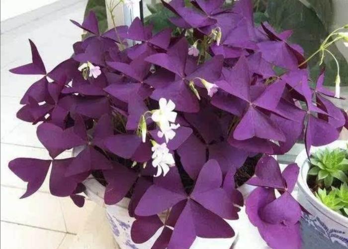 紫色的酢浆草叶形似蝴蝶随风起舞真美丽