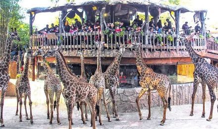 曲阜长鹿动物园门票预订 曲阜动物园优惠电子票