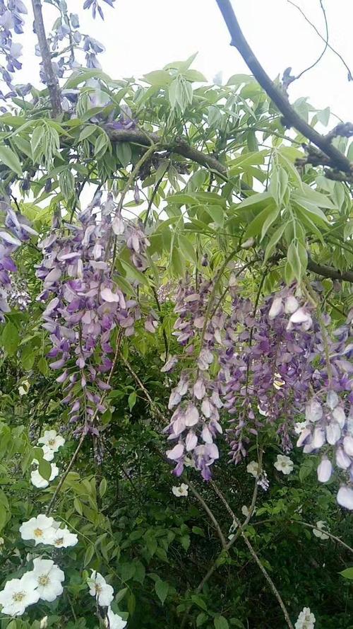 紫藤花(也叫角腾)