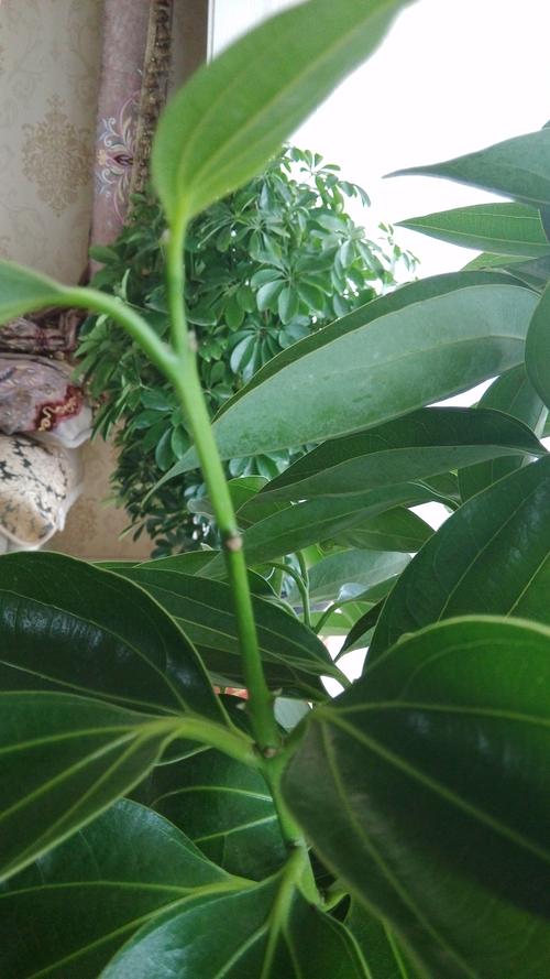 为什么平安树新发芽的芽尖,发干,发黑呢?新买了两个多