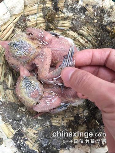 求救:幼鸽千疮百孔不长毛(图)