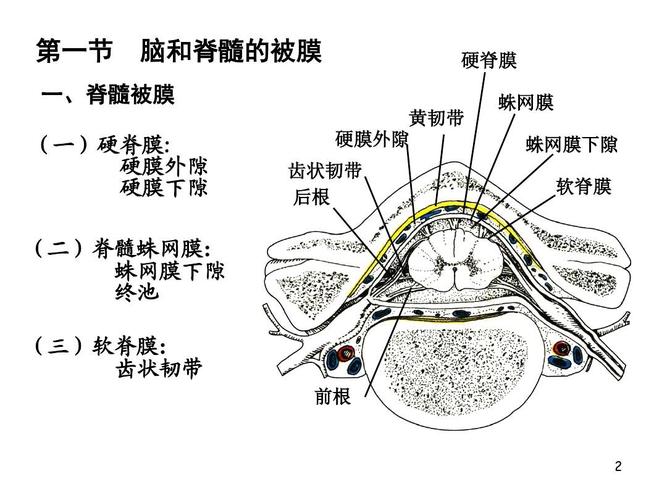 脑和脊髓的被膜,血管及脑脊液循环