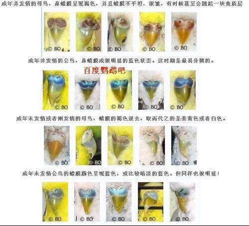 请问这鸟到繁殖期了吗?